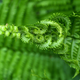 Illustration for article titled Incredible Photographs of Fractals Found in the Natural World